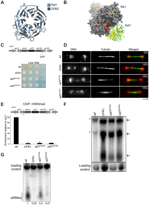Raf1 is the DCAF for CLRC with WDxR motifs essential for heterochromatin formation.