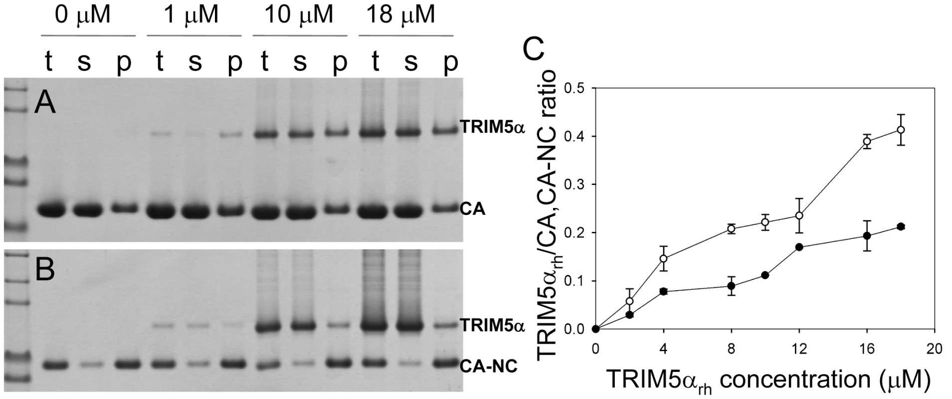 Analysis of TRIM5α<sub>rh</sub> CC-SPRY binding to the assembly of wild-type CA and CA-NC tubes.