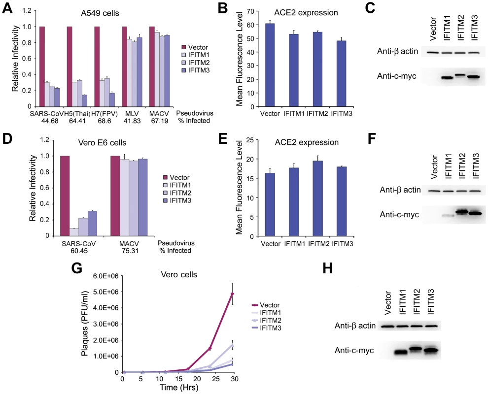 SARS-CoV S infection is restricted by IFITM1, 2, and 3.