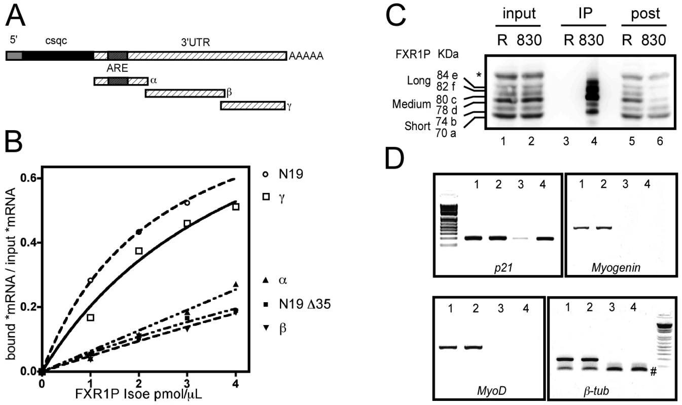FXR1P selectively binds <i>in vitro</i> to the distal portion of <i>p21</i> mRNA 3′ UTR and associates <i>in vivo</i> with <i>p21</i> mRNA.