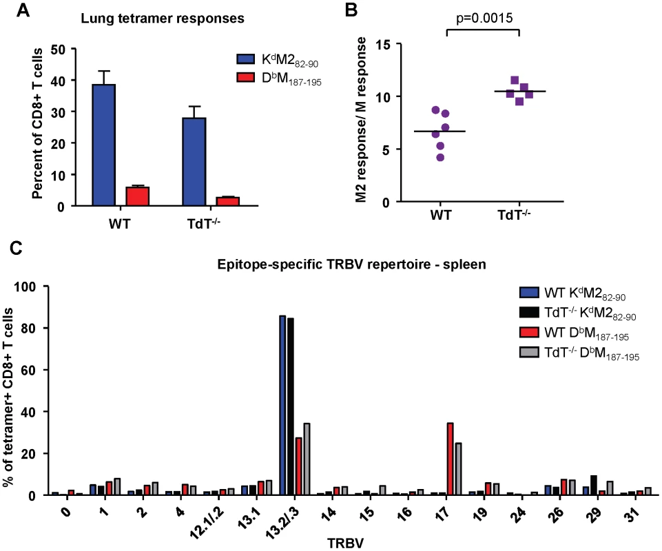 Epitope-specific CD8+ T cell responses in wild-type and TdT<sup>-/-</sup> adult CB6F1 mice.