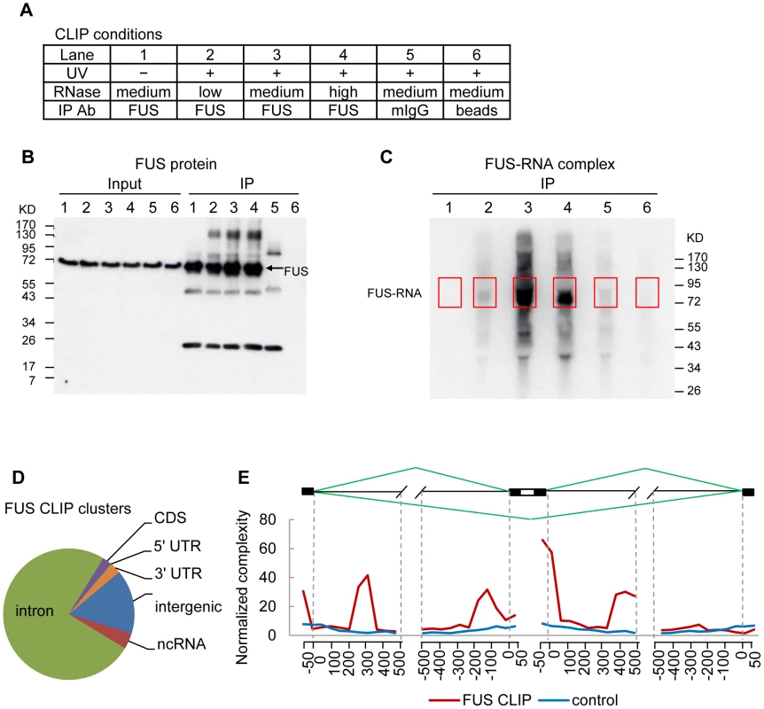 FUS CLIP-seq identified increased FUS binding in introns flanking cassette exons.