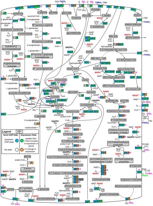 Carbon oxidation pathways regulated by ArcA.