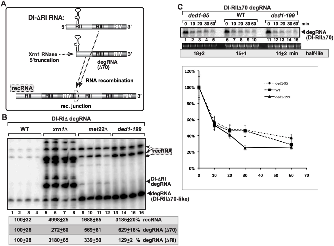 Suppression of viral RNA recombination by Ded1 helicase is independent of the Xrn1 pathway.