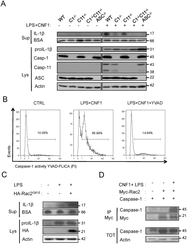 CNF1-triggered IL-1β maturation requires activated Rac, ASC and caspase-1.
