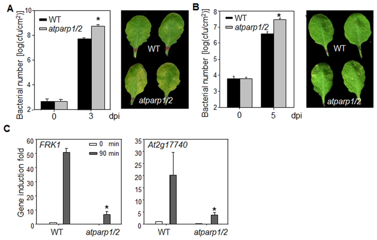 AtPARPs positively regulate <i>Arabidopsis</i> immunity.