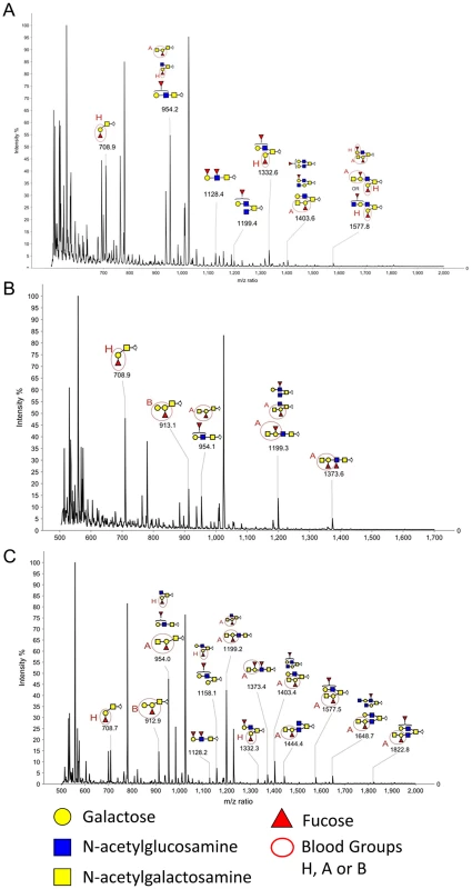 MALDI-TOF MS of O-glycans released from Rabbit Duodenum.