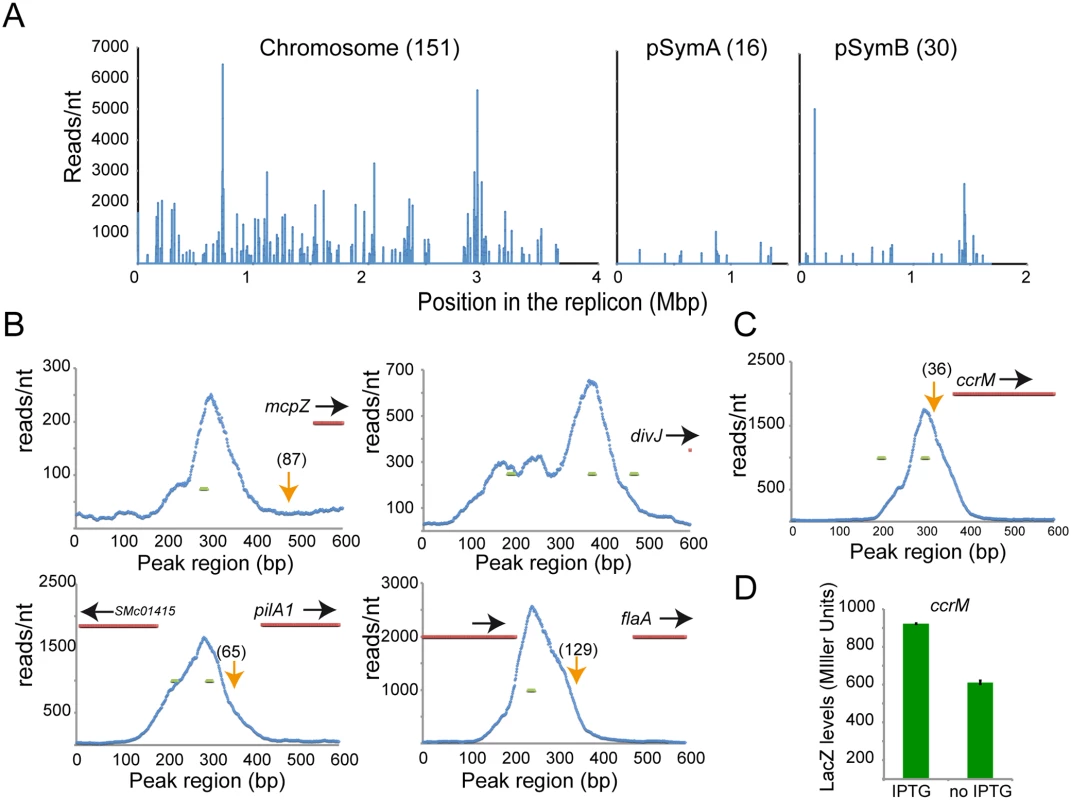 ChIP-Seq analysis reveals direct targets of CtrA.