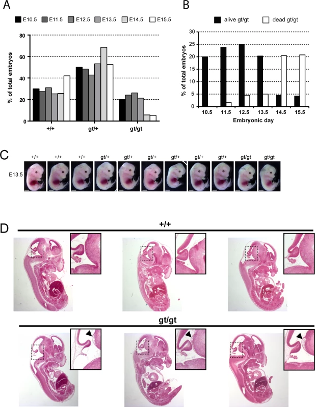 <i>MPC1</i> gene disruption results in embryonic lethality.