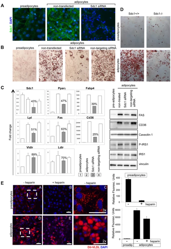 Loss of Sdc1 ablates adipocyte differentiation <i>in vitro</i>.