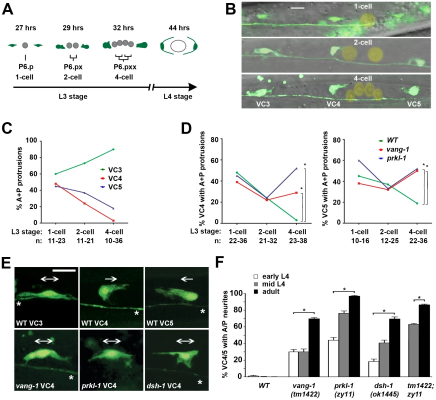 PCP-like signaling maintains VC4 and VC5 polarity after a bipolar to unipolar reorientation along the A/P axis.