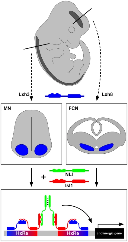 LIM-homeodomain proteins Lhx3 and Lhx8 induce the cholinergic neurotransmitter identity in spinal motor neurons and forebrain cholinergic neurons through Isl1 and NLI hexamer complex transcriptional activity.