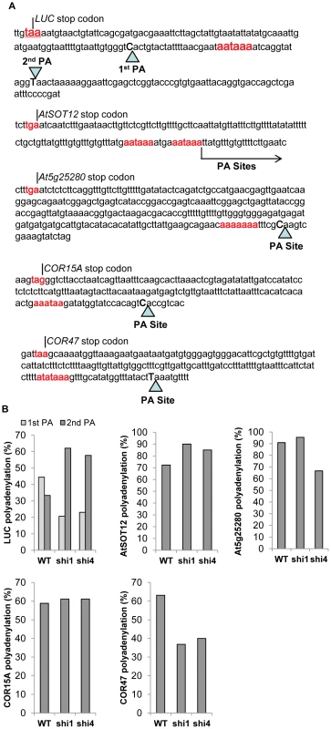 Detection of polyadenylation site selection of the transcripts of <i>LUC</i>, <i>AtSOT12</i>, <i>At5g25280</i>, <i>COR15A</i>, and <i>COR47</i> wild type, <i>shi1</i> and <i>shi4</i> mutants.