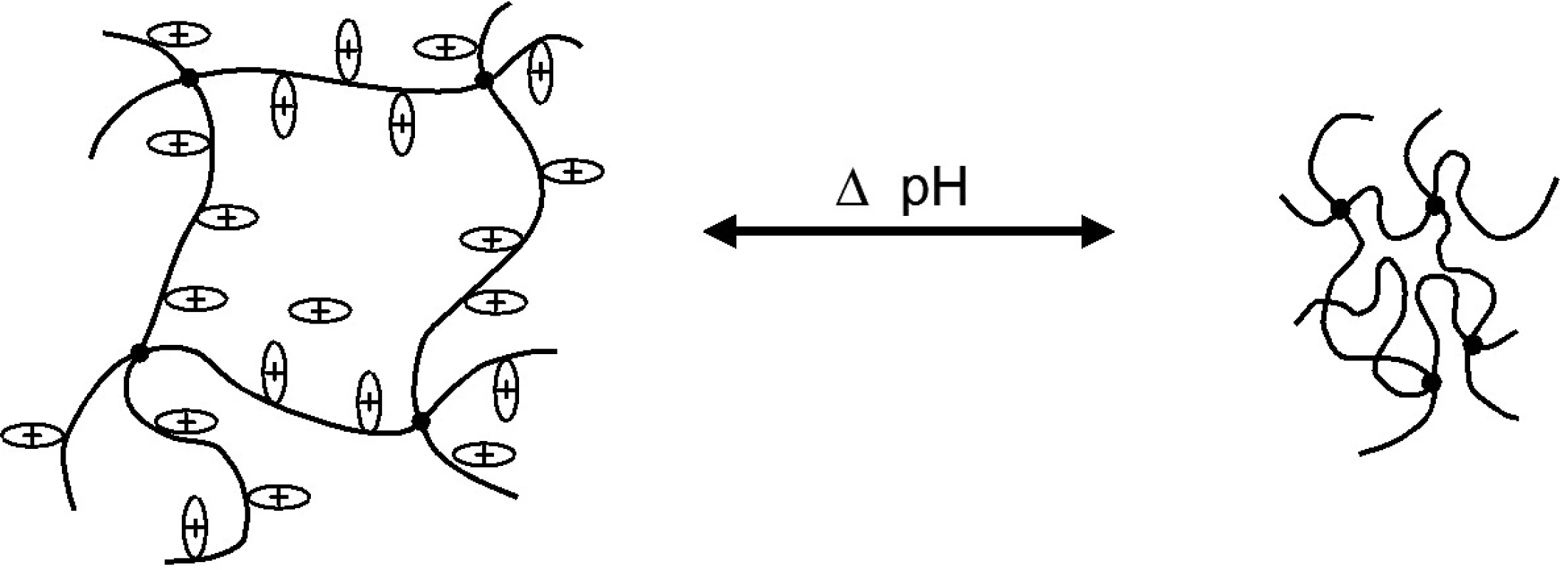 Model bobtnání pozitivně nabitého polymeru (např. chitosanu) v závislosti na ionizaci přítomných vazeb při měnících se hodnotách pH &lt;sup&gt;11)&lt;/sup&gt;
