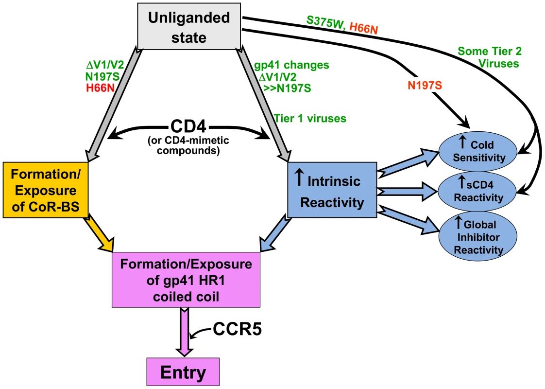 Early events in HIV-1 entry.