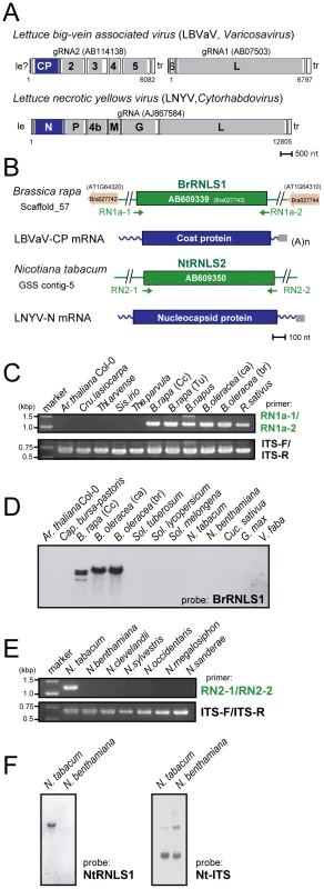 Negative-strand RNA virus-related sequences (RNLSs) from plant nuclear genomes.