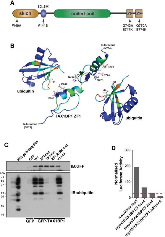 Overlapping binding of TAX1BP1 zinc finger domains with ubiquitin and myosin VI.