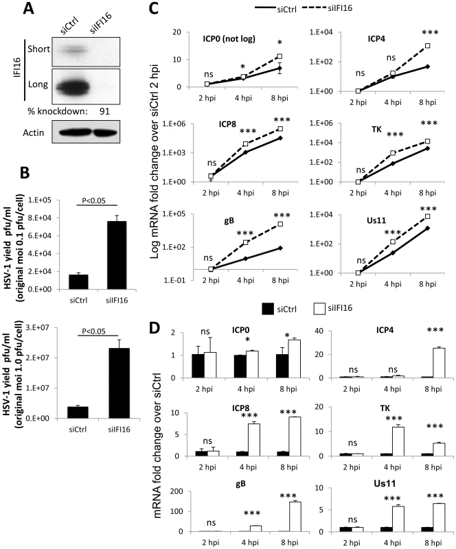 Effect of IFI16 depletion on HSV-1 gene expression, replication and viral yield.