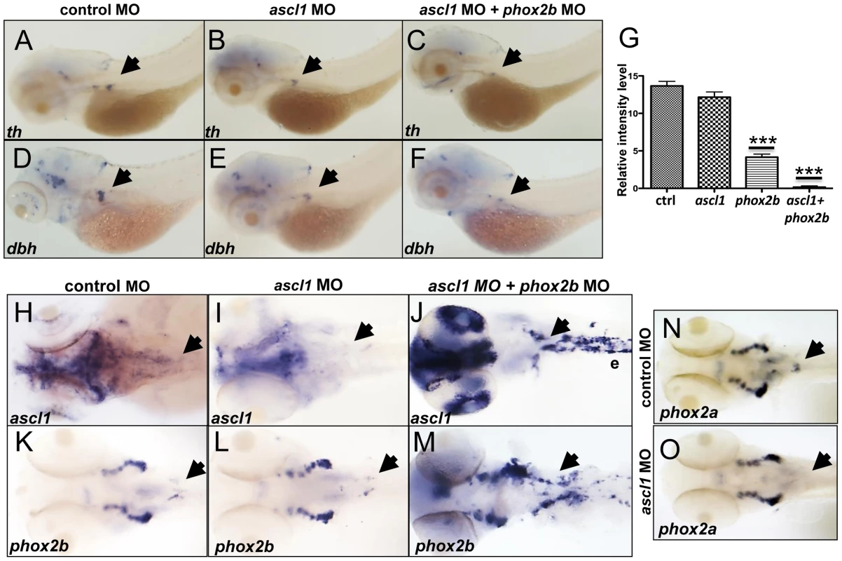 <i>phox2b</i>, but not <i>ascl1</i>, is indispensable for sympathetic neuronal differentiation.