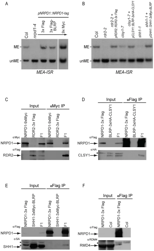 Complementation of DNA methylation defects with epitope tagged RdDM components and co-immunoprecipitation analyses.