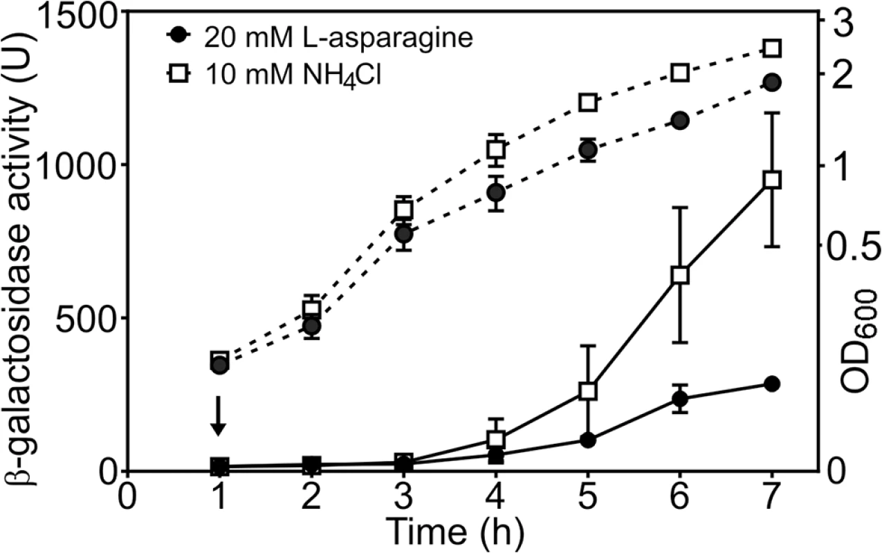 The <i>cae8</i> promoter is sensitive to the amino acid L-asparagine.