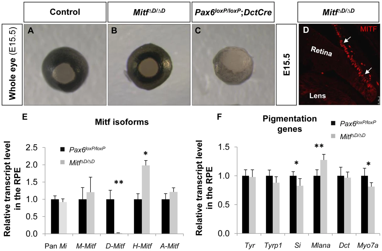 <i>D-Mitf</i> is dispensable for melanogenesis in the RPE.