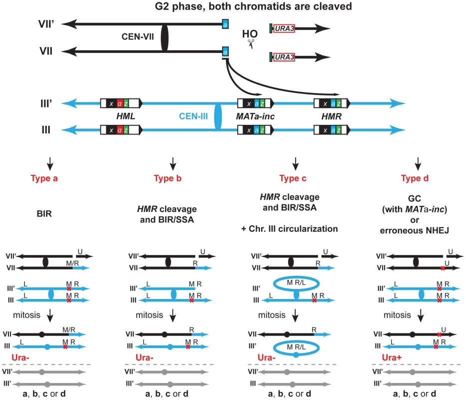 Various pathways give rise to chromosomal rearrangements.