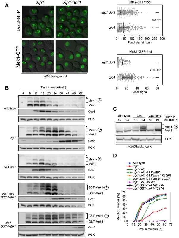 Dot1 is required for checkpoint-promoted localization and activation of Mek1.