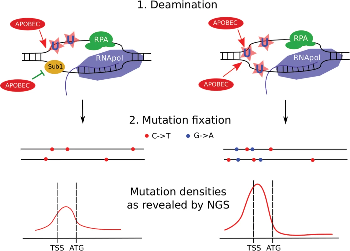 Model of transcription-dependent induction of clustered mutations in diploid cells.
