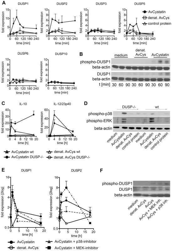 Regulated expression of DUSP1 and DUSP2 in macrophages by AvCystatin.