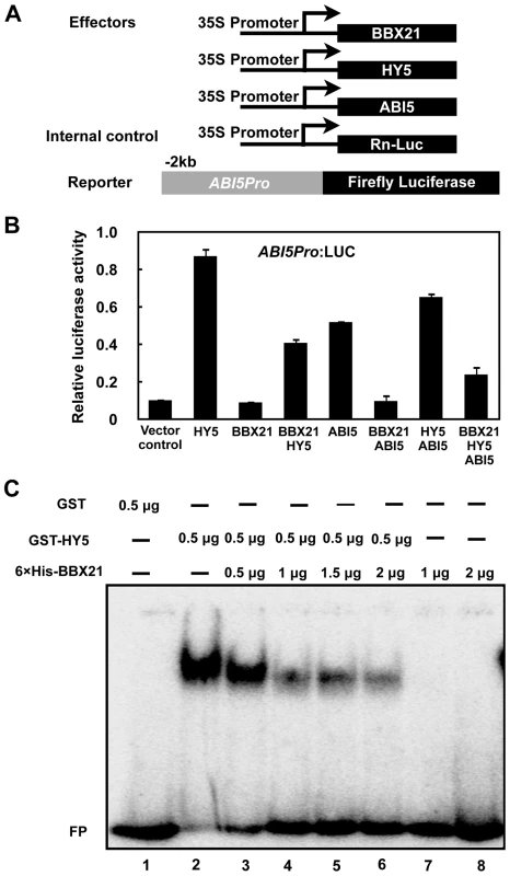 BBX21 negatively regulates <i>ABI5</i> expression by interfering with HY5 binding to the <i>ABI5</i> promoter.