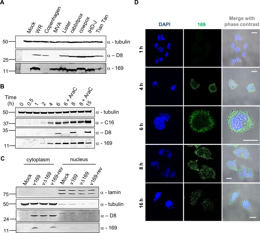 Protein 169 is expressed early and localizes in cytoplasmic puncta.
