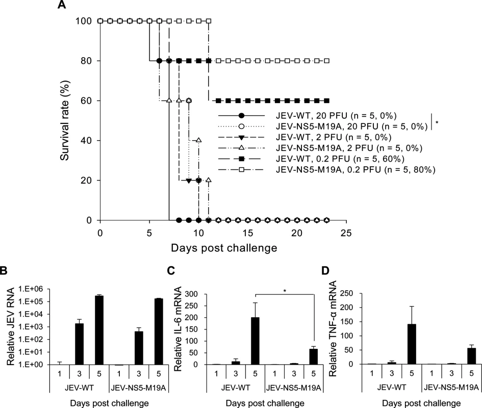 Reduced neurovirulence of NS5-M19A—mutated JEV in challenged mice.