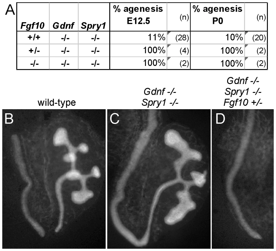 <i>Fgf10</i> is required for ureter and kidney development in the absence of <i>Gdnf</i> and <i>Spry1</i>.