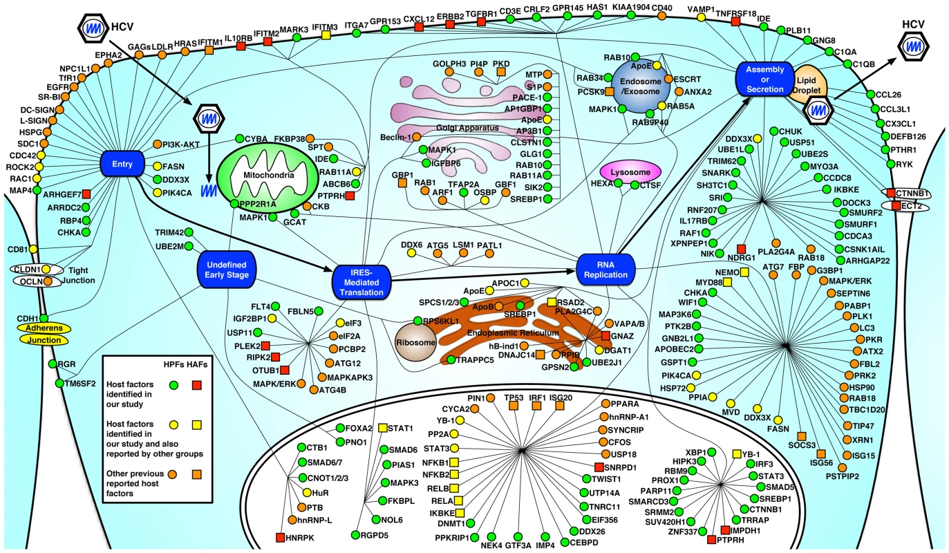 Integrated map of host dependencies in the complete replication cycle of HCV.
