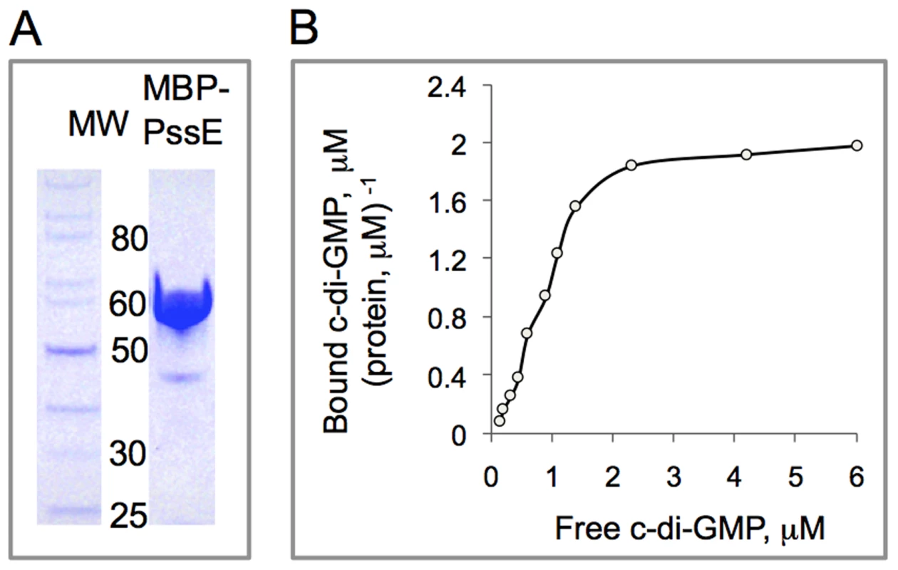 In vitro assay of c-di-GMP binding by the PssE receptor.