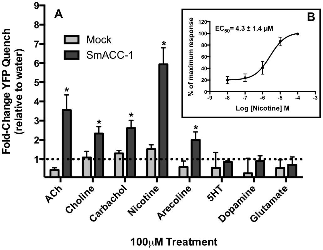SmACC-1 is selectively activated by cholinergic substances in transfected HEK-293 cells.
