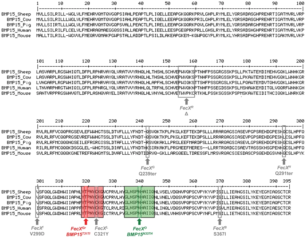 <b><i>BMP15</i></b><b> multi-species sequences alignment and position of sheep mutations.</b>