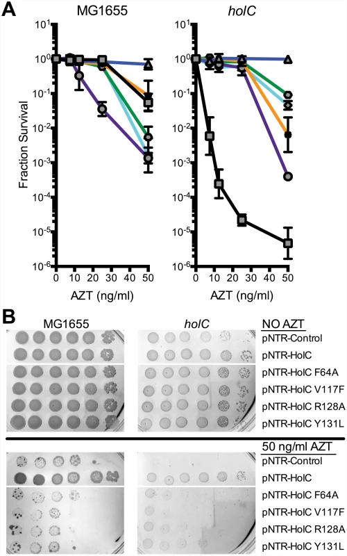 Survival to AZT of wild type and <i>holC</i> mutants expressing mutant HolC on mobile plasmids.