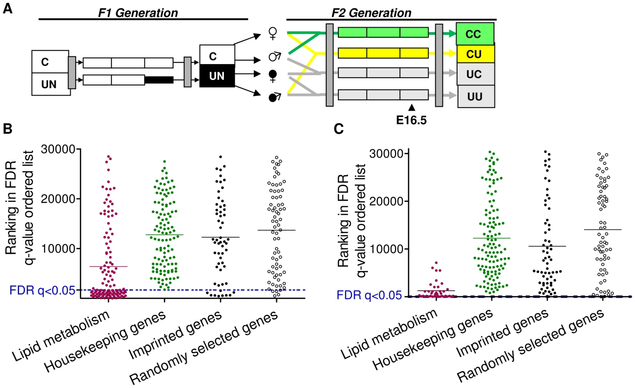 Characterisation of the F2 CU hepatic and placental transcriptome.