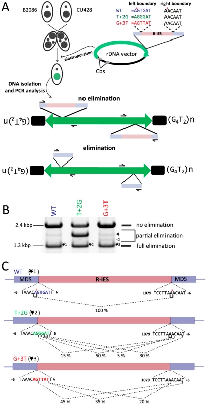 In vivo elimination assay using mutated R-IES boundaries.