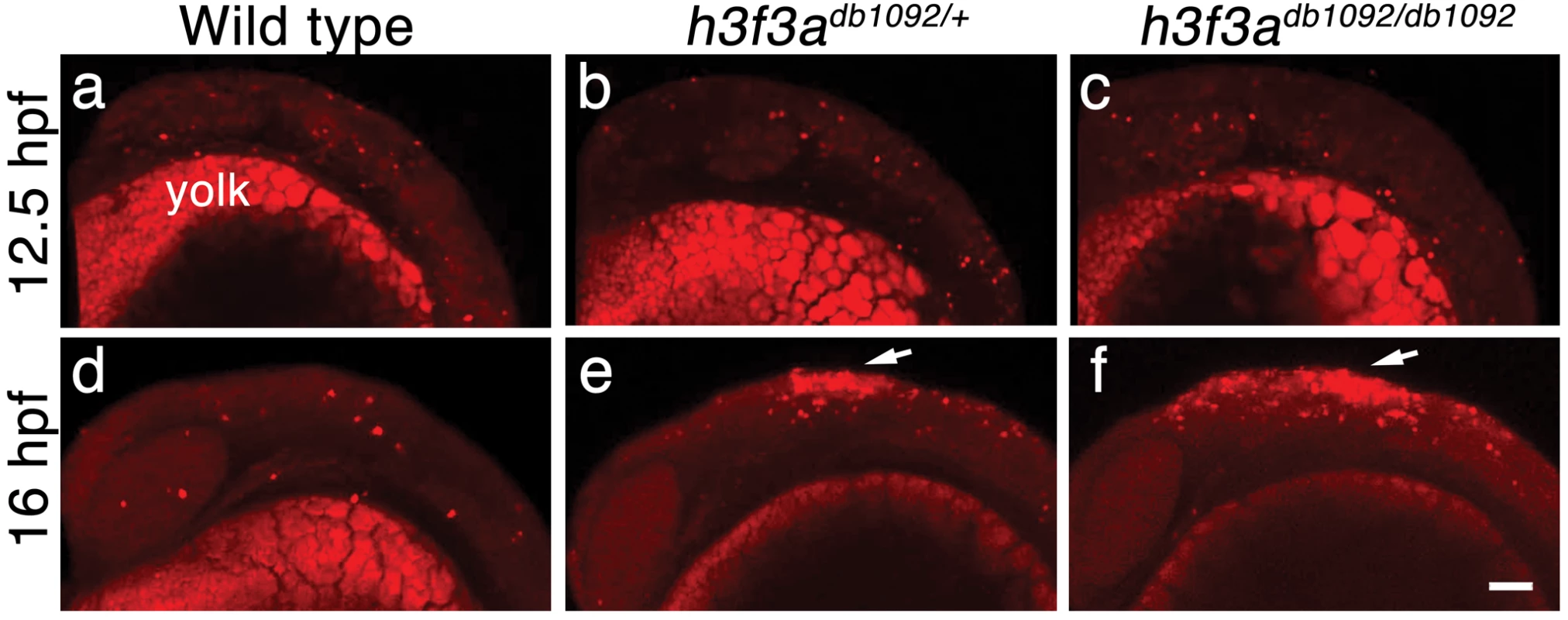 Cell death in <i>h3f3a<sup>db1092</sup></i> embryos.