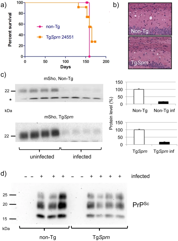 Prion infection assessed in Tg<i>Sprn</i> mice.