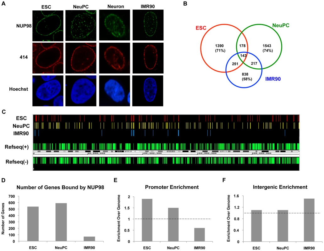 NUP98 binds to distinct genomic regions in cells of different developmental stages.