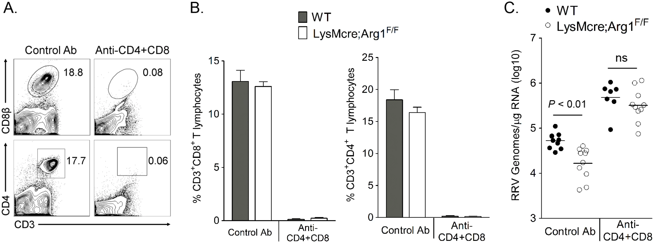 T cell depletion from LysMcre;Arg1<sup>F/F</sup> mice restores RRV loads to those in depleted WT mice at 14 dpi in muscle tissue.