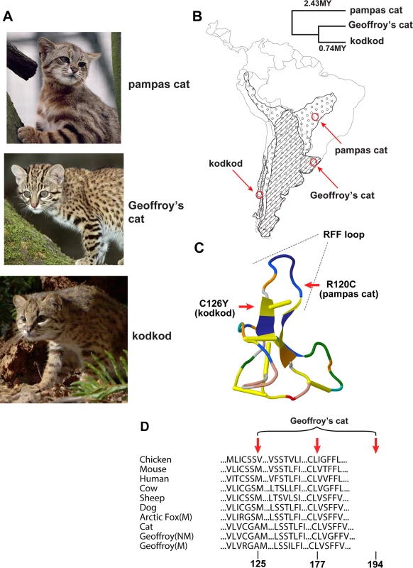 Melanism mutations and phenotypes in three <i>Leopardus</i> species