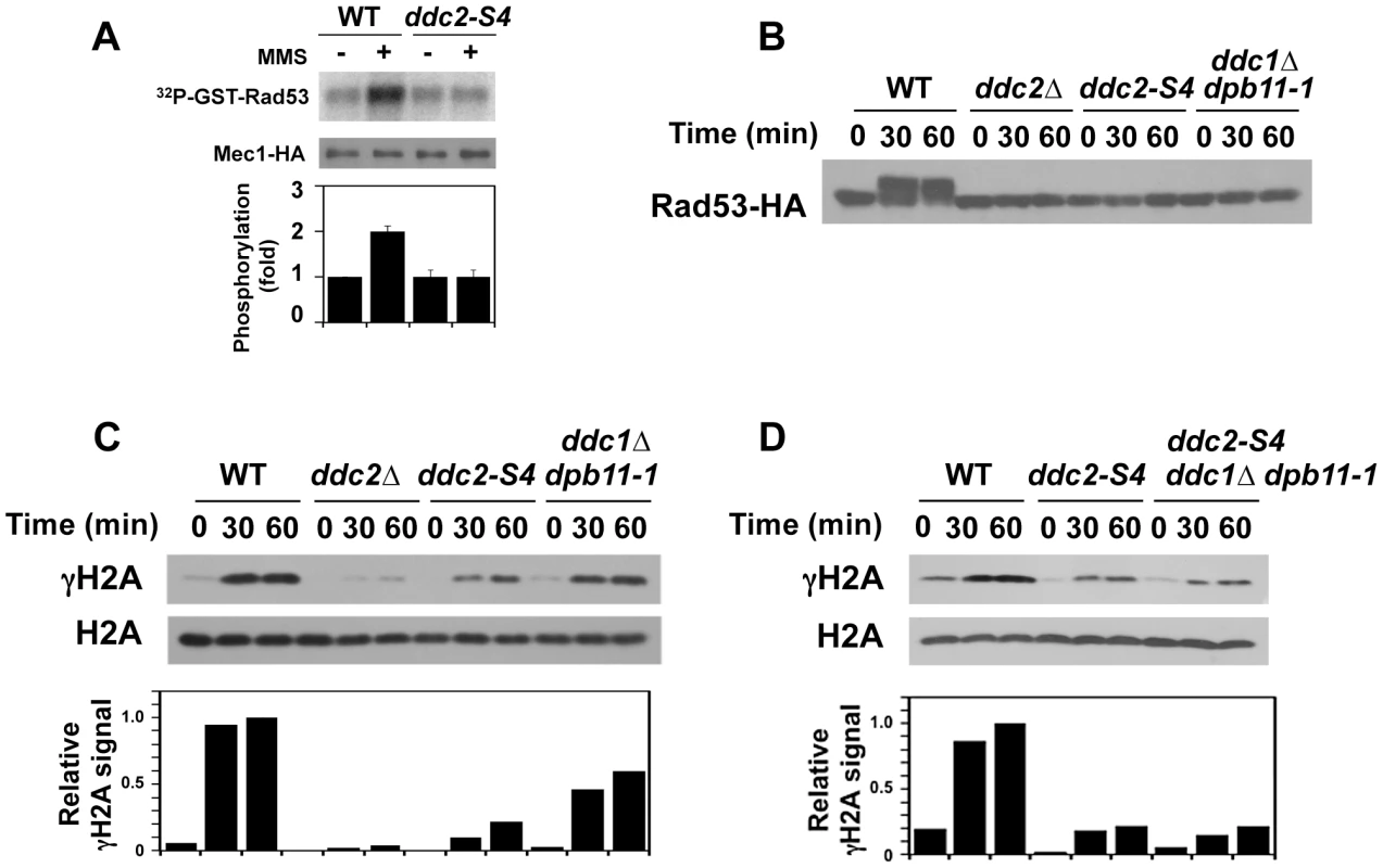 Effect of <i>ddc2-S4</i> on Mec1 activation after DNA damage.