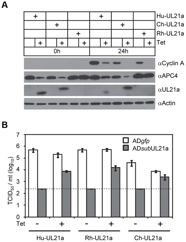 Activity to regulate Cyclin A is conserved in pUL21a of primate CMVs.