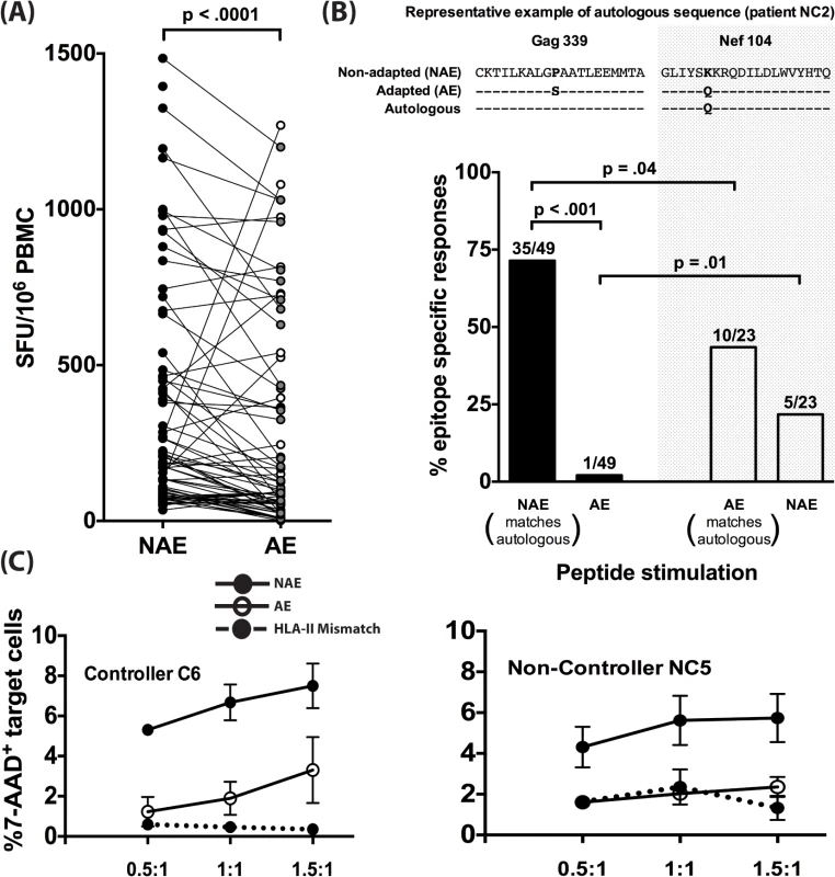 Adapted CD4<sup>+</sup> T cell epitopes have reduced immunogenicity in chronic infection.