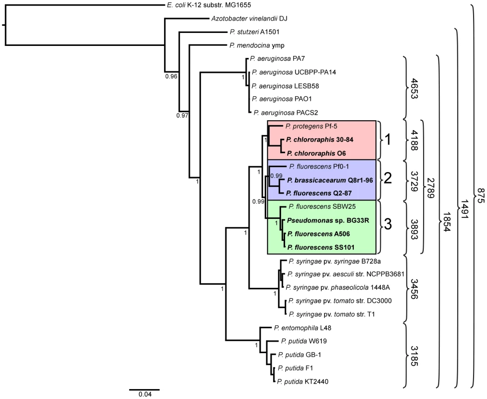 Phylogenetic tree depicting the relationships of sequenced strains of <i>Pseudomonas</i> spp.